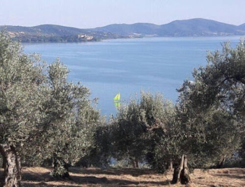 OLIVE CULTIVATION – TOWARDS A CIRCULAR ECONOMY  IN THE TRASIMENO AREA